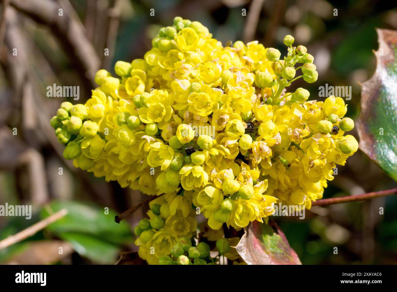 Gelbblttrige stechpalme -Fotos und -Bildmaterial in hoher Auflsung  Alamy