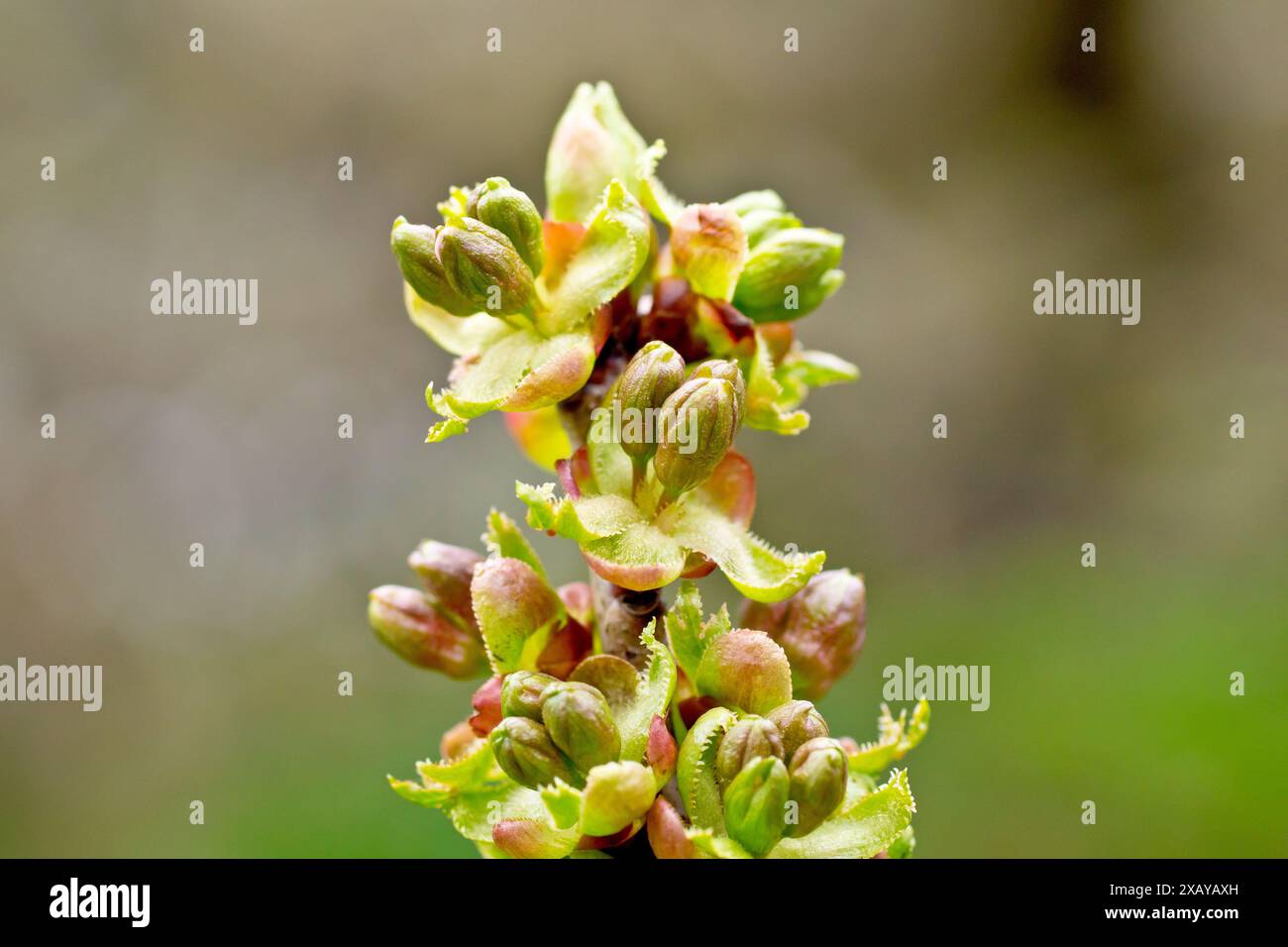 Wilde Kirsche (prunus avium), Nahaufnahme, die die Blütenknospen zeigt, die im Frühjahr auf den Zweigen des gewöhnlichen Baumes zu erscheinen beginnen. Stockfoto