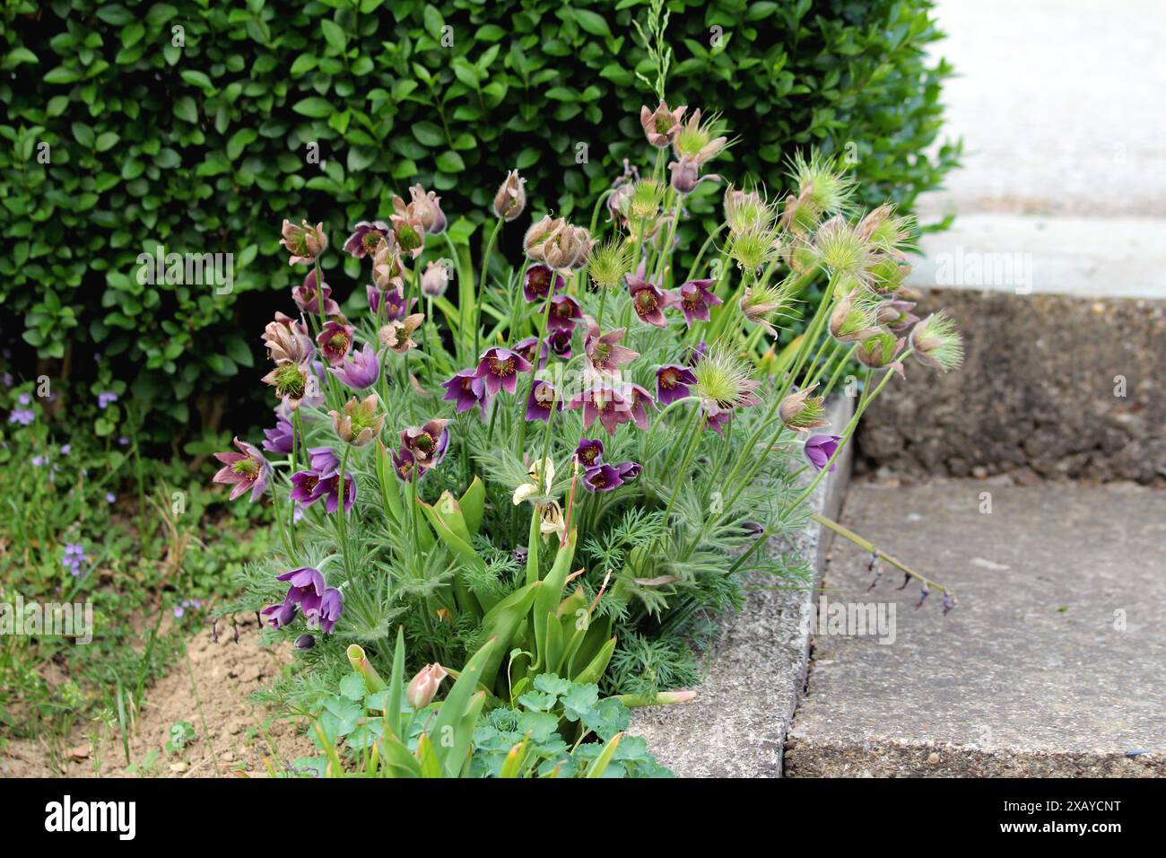 Strauß von Pulsatilla vulgaris oder Pasque Blume ausdauernde Pflanzen mit violetten Glockenblüten auf einem langen weichen silbergrauen haarigen Stiel im Haus gard Stockfoto