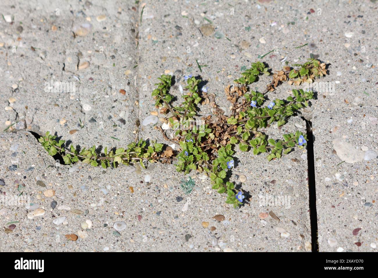 Persische speedwell- oder Veronica persica-Pflanze mit schwachen Stängeln, die eine dichte Bodendecke bilden, und himmelblaue zygomorphe Blüten, die zwischen Steinplatten wachsen Stockfoto