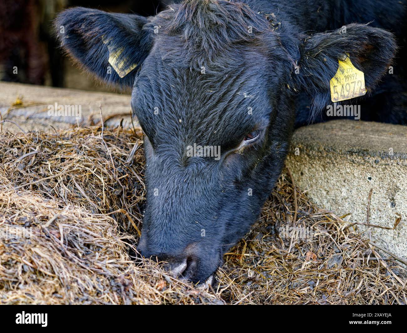 Schwarze Kuh mit Ohrmarken, die Futter auf einer Farm essen, Nahaufnahme Porträt. Stockfoto