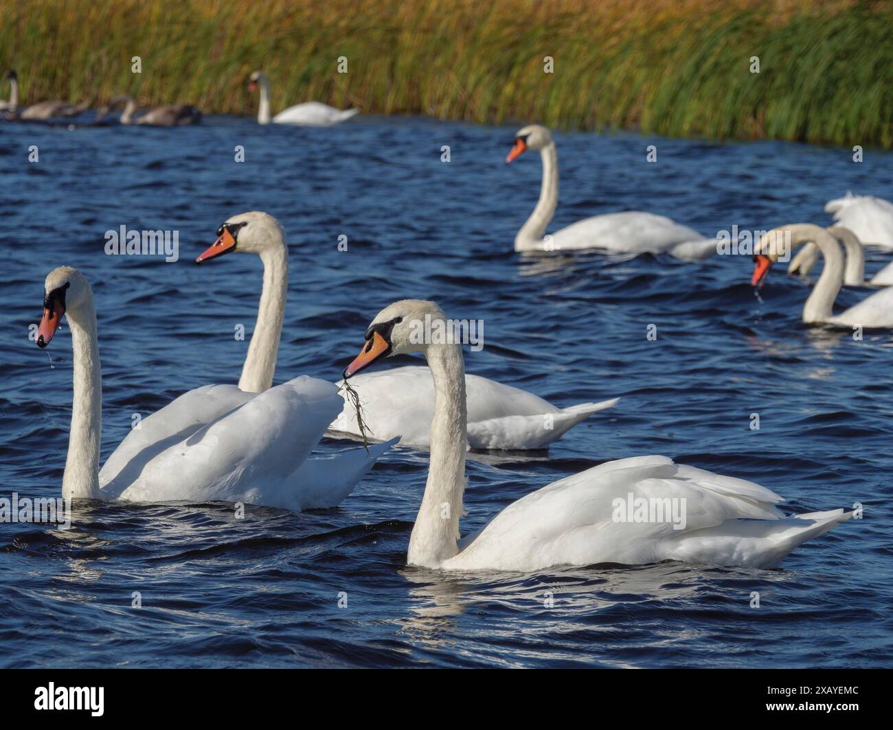 Eine Gruppe Schwäne, die friedlich im See schwimmen, umgeben von grünem Schilf und klarem Wasser, giethoorn, Niederlande Stockfoto