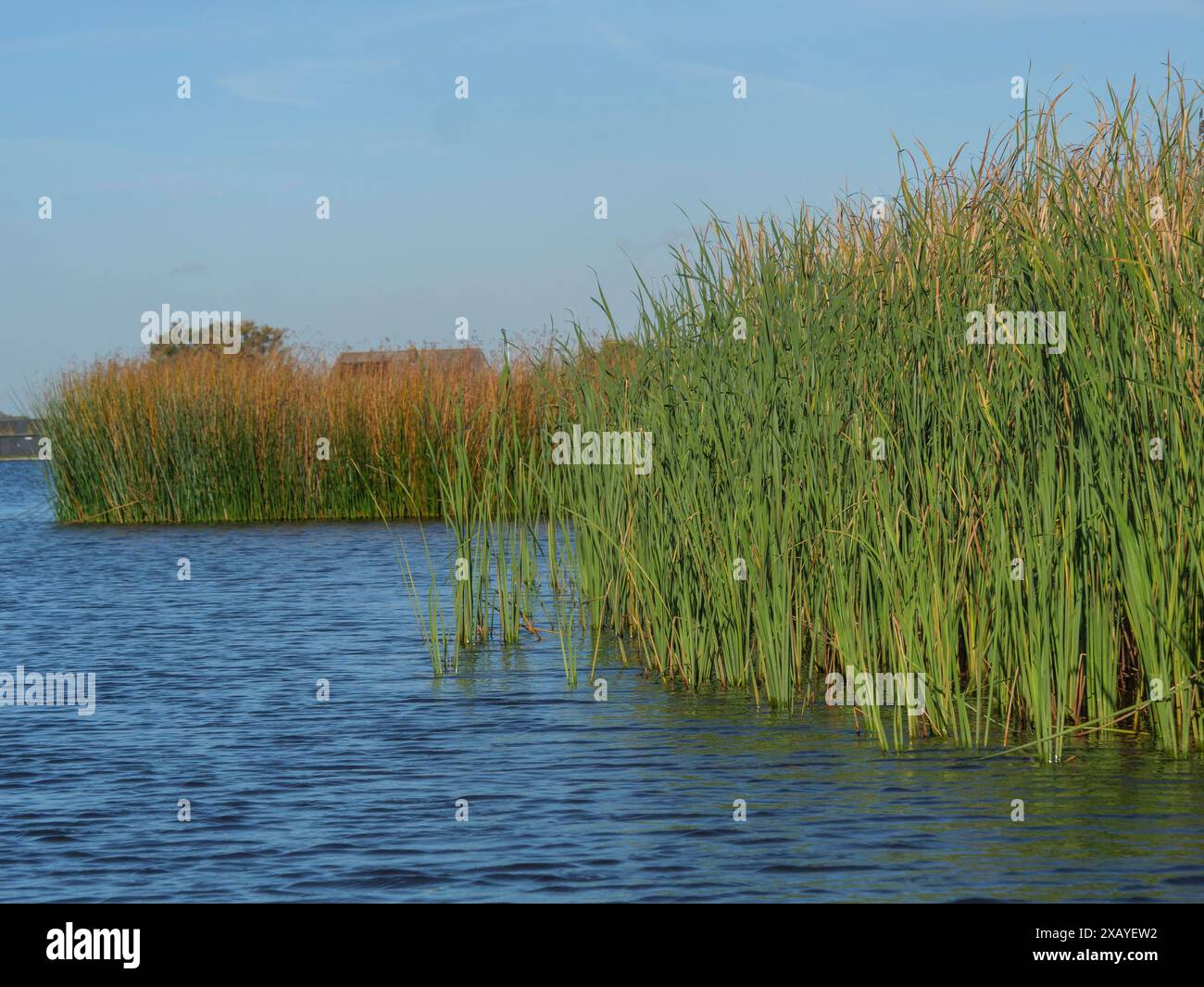 Nahaufnahme von Schilf am Wasserrand unter klarem Himmel, natürlicher und friedlicher Anblick, giethoorn, Niederlande Stockfoto