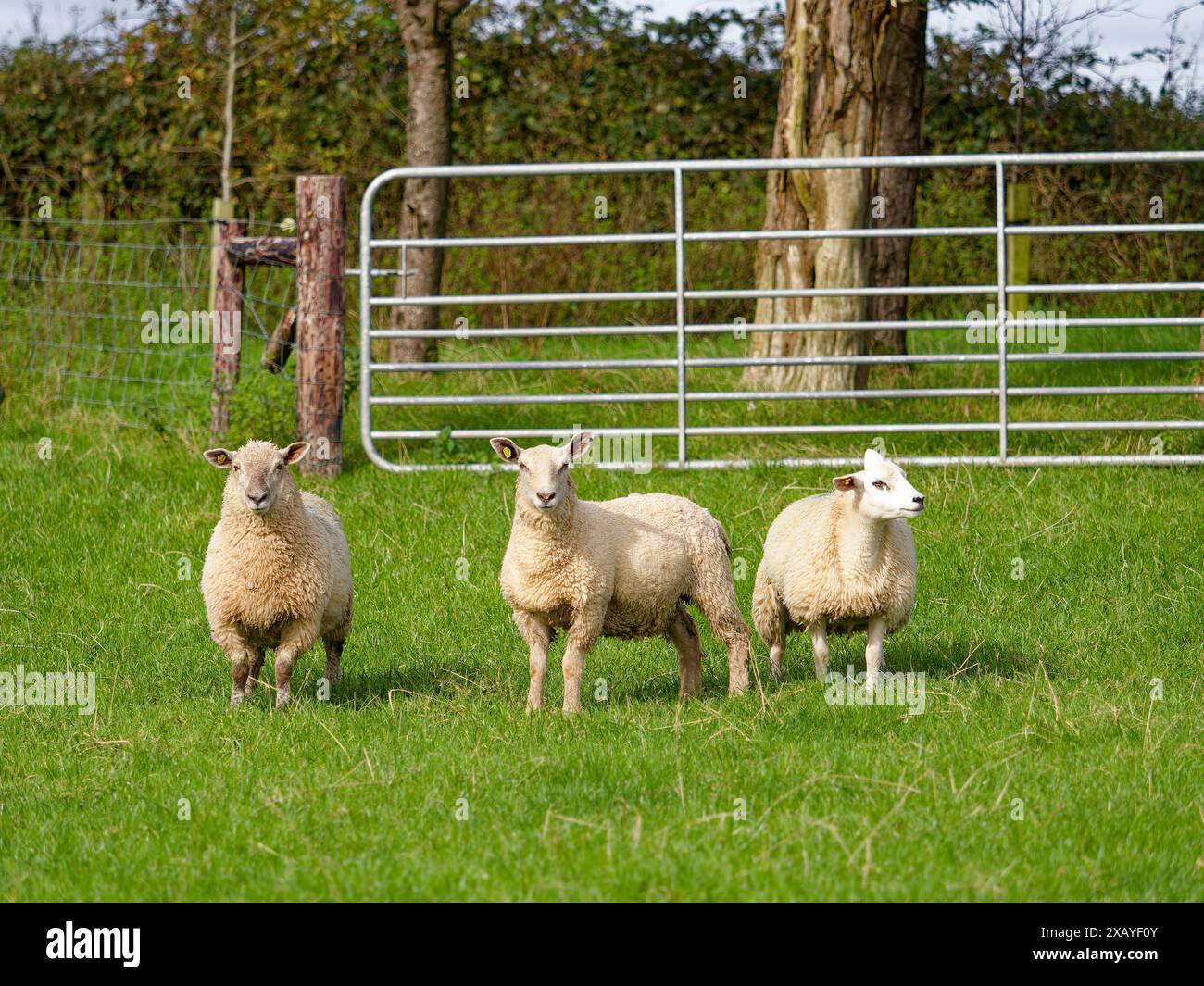 Auf einer üppigen Weide blicken drei Schafe aufmerksam, umgeben von einem Zaun und grünen Bäumen und verkörpern ländliche Ruhe. Stockfoto