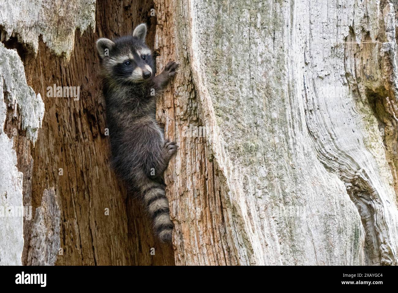 Ein junger Waschbär (Procyon lotor) klettert auf einen Baumstamm und schaut seitwärts, Hessen, Deutschland Stockfoto