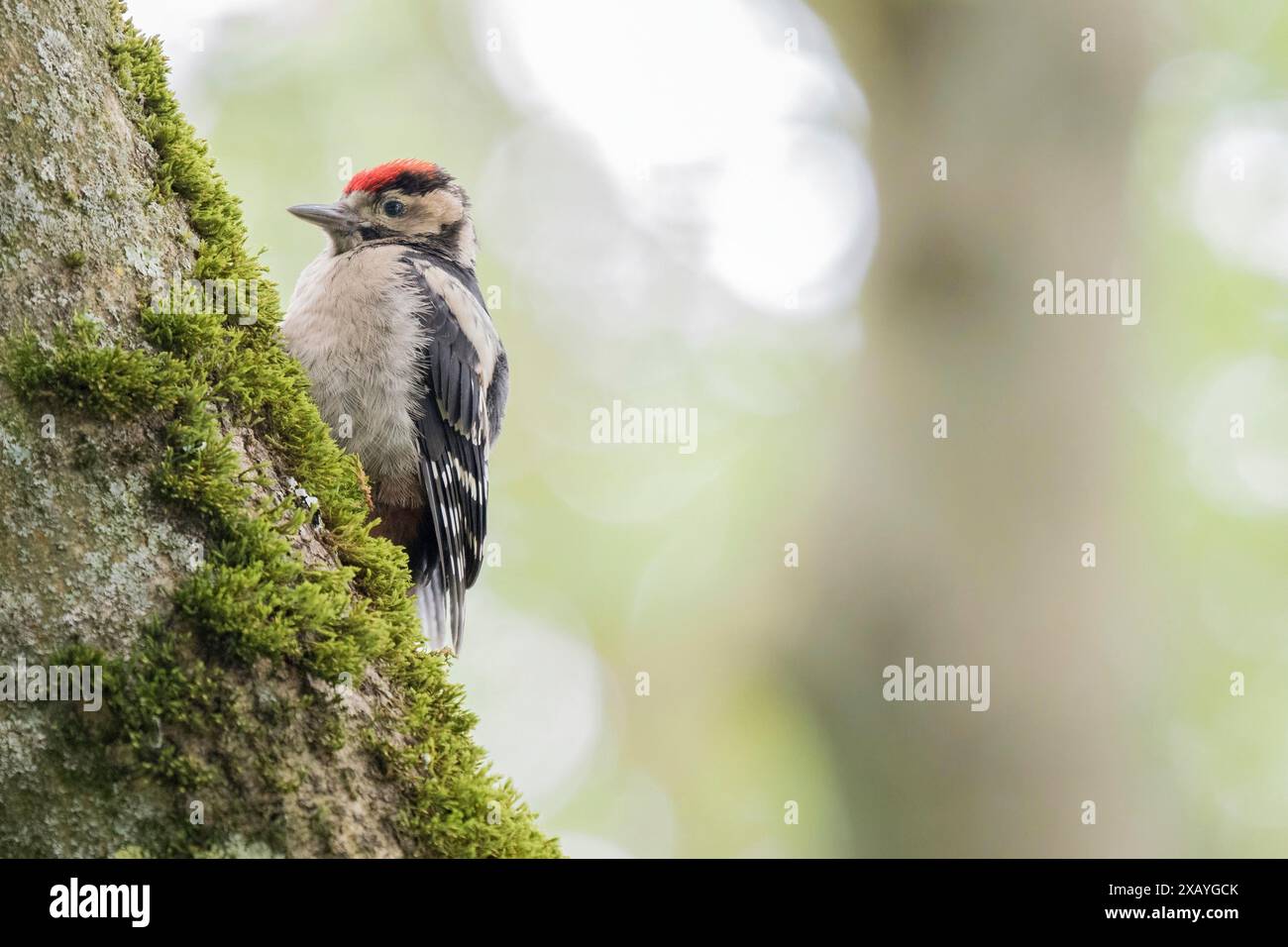 Junger Fleckenspecht (Dendrocopos Major) klettert auf einem moosigen Baumstamm in einem Wald, Hessen, Deutschland Stockfoto