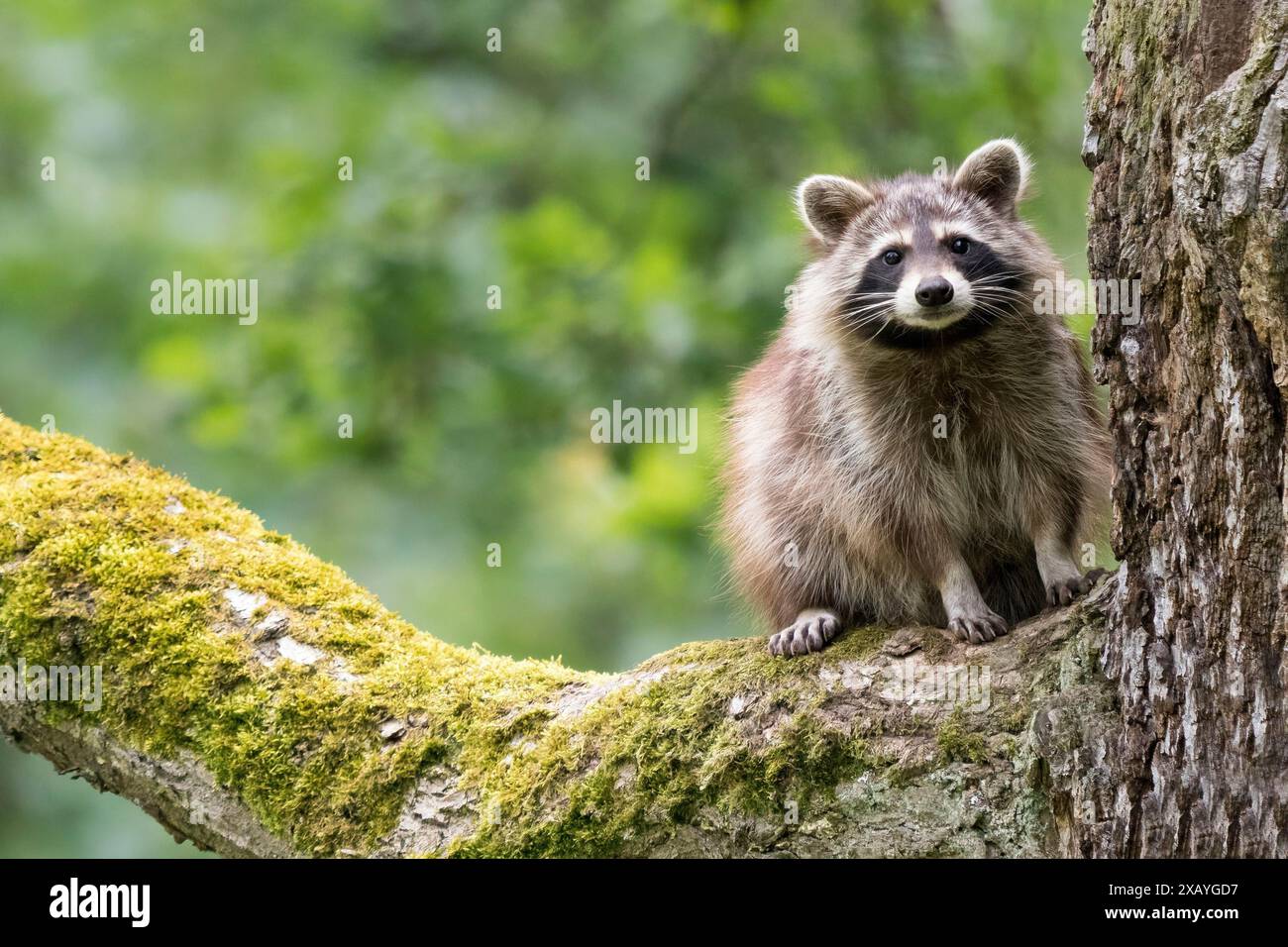 Ein ausgewachsener Waschbär (Procyon lotor), Kitz, sitzt auf einem moosigen Baumzweig in einem grünen Wald, Hessen, Deutschland Stockfoto