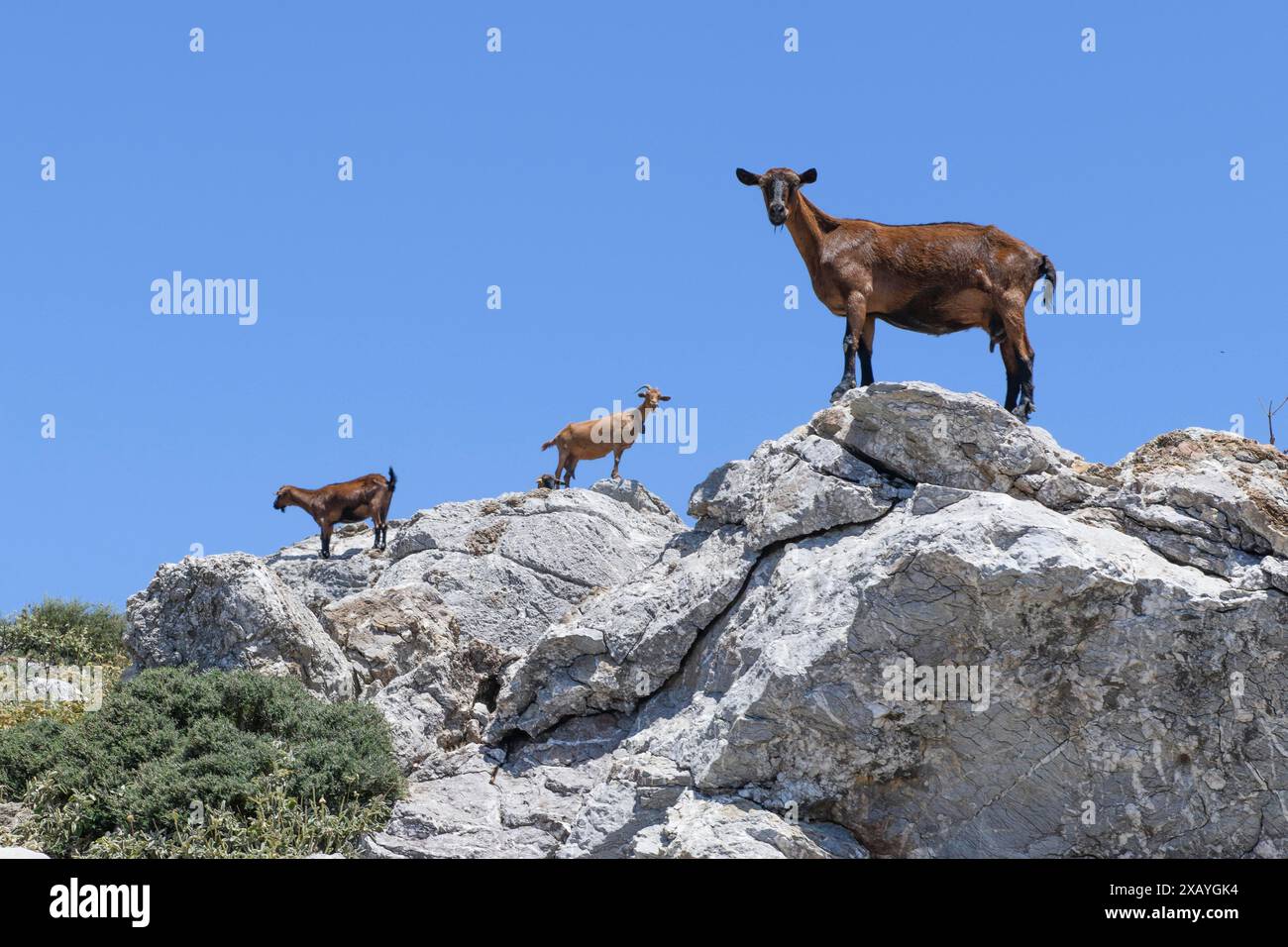 Mehrere wilde Ziegen, einige davon wilde Hausziegen (Capra aegagrus hircus), die auf Felsen im Asterousia-Gebirge auf Kreta stehen Stockfoto
