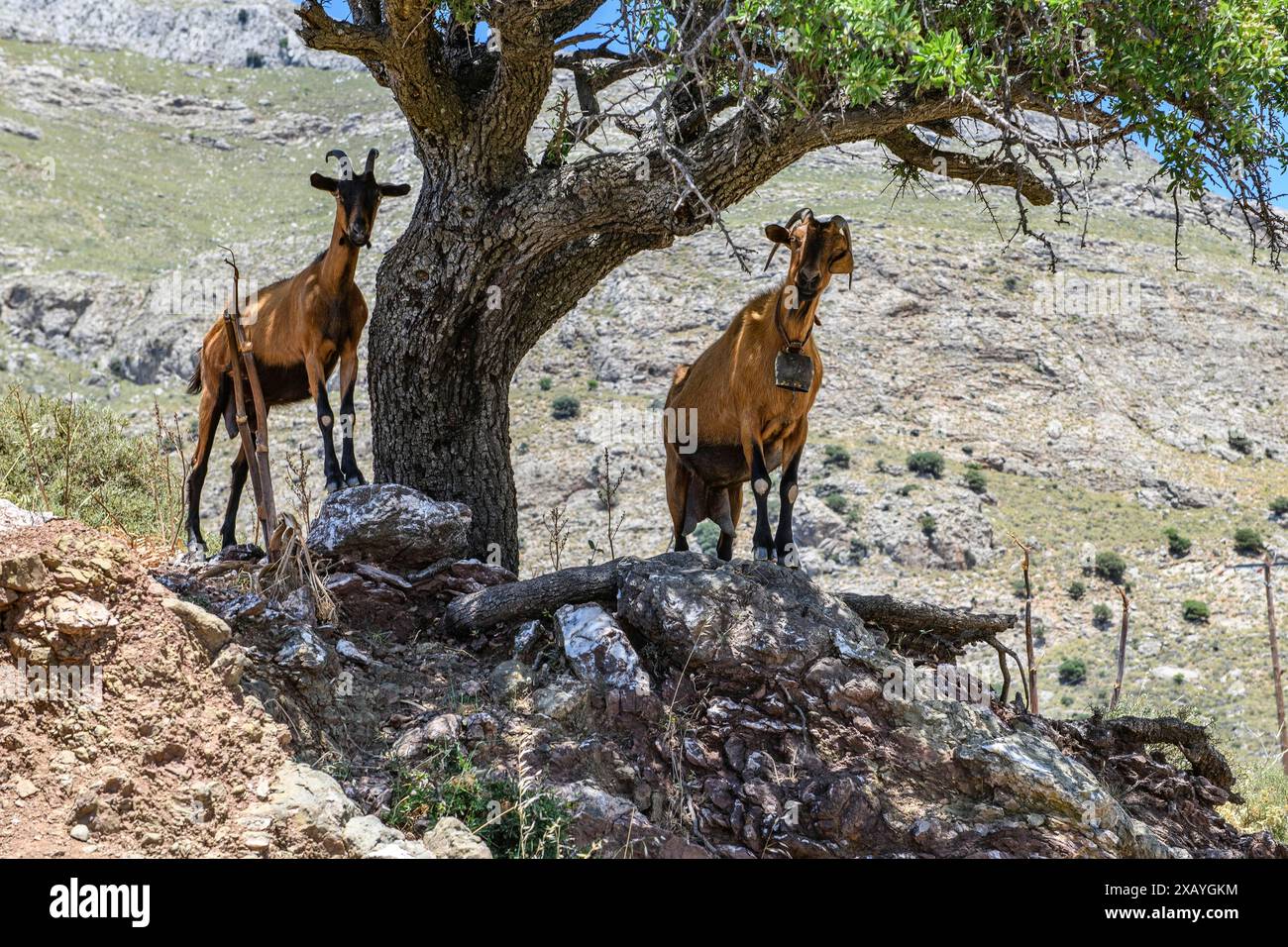 Zwei frei lebende wilde Ziegen Wildziegen (Capra aegagrus hircus), die in den Bergen von Asterousia auf Felsen unter Olivenbäumen (Olea europaea) stehen Stockfoto