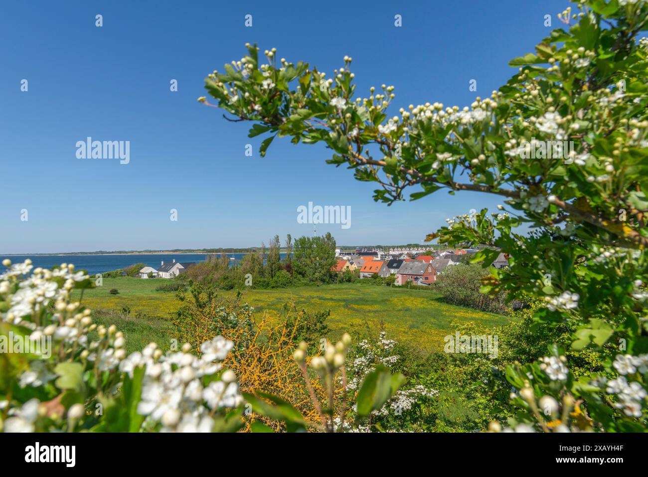 Bagenkop Klinten, Dovne Kliff, Blick von der Klippe über die Stadt, Apfelblüte, Langeland Island, Fünen, dänische Südsee, Ostsee, Dänemark Stockfoto