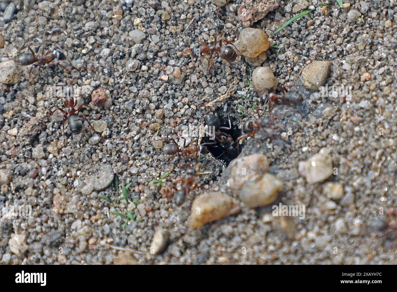 LEBENSRAUM von Ameisen arbeitet unterhalb von Steinen an ihren Unterkünften und graben den Sand zwischen Wegefugen nach draußen. *** Ameisen arbeiten in ihren Unterkünften unter Steinen und graben den Sand zwischen Wegverbindungen aus Stockfoto