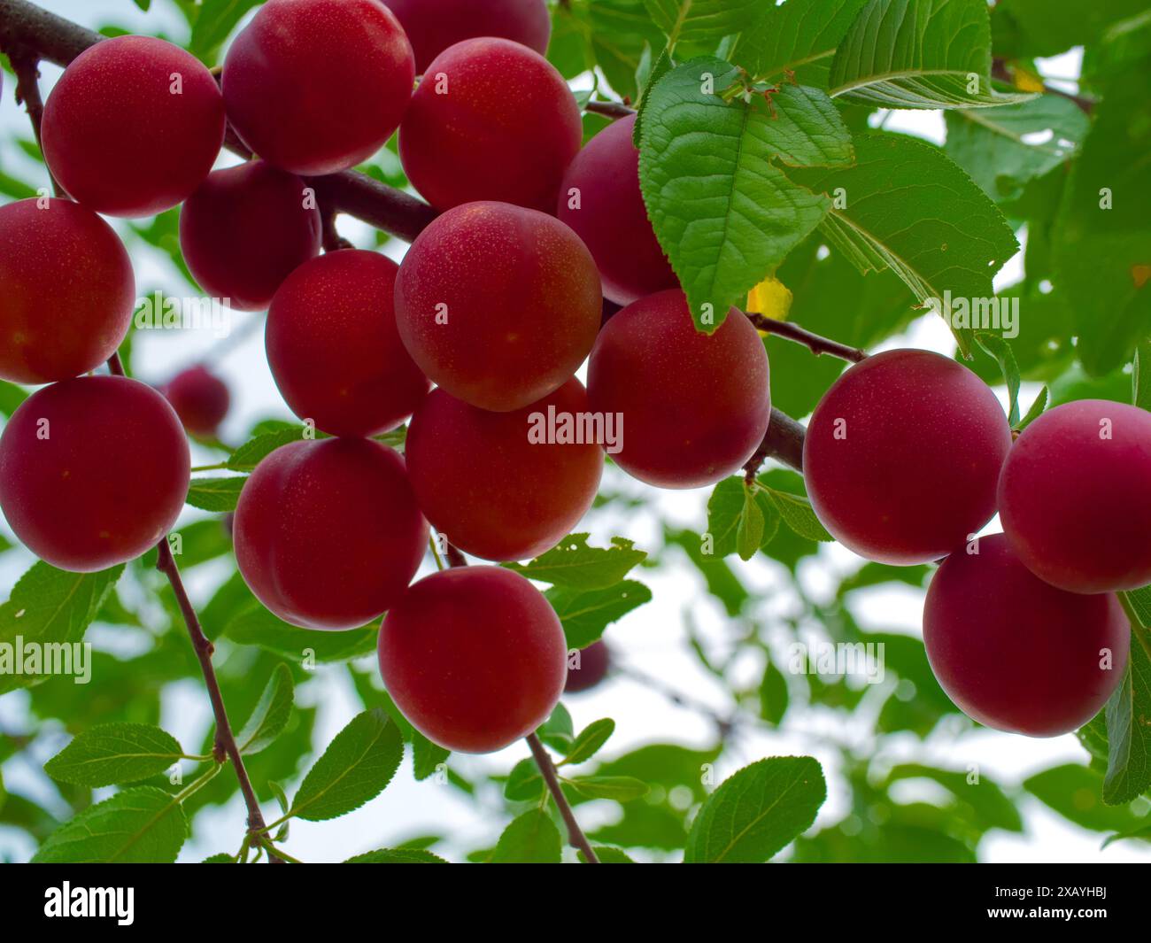 Bild mit einer üppigen Kirschpflaumenernte, die Themen wie Wohlstand und Reichtum in naturnahen Zusammenhängen andeutet. Stockfoto