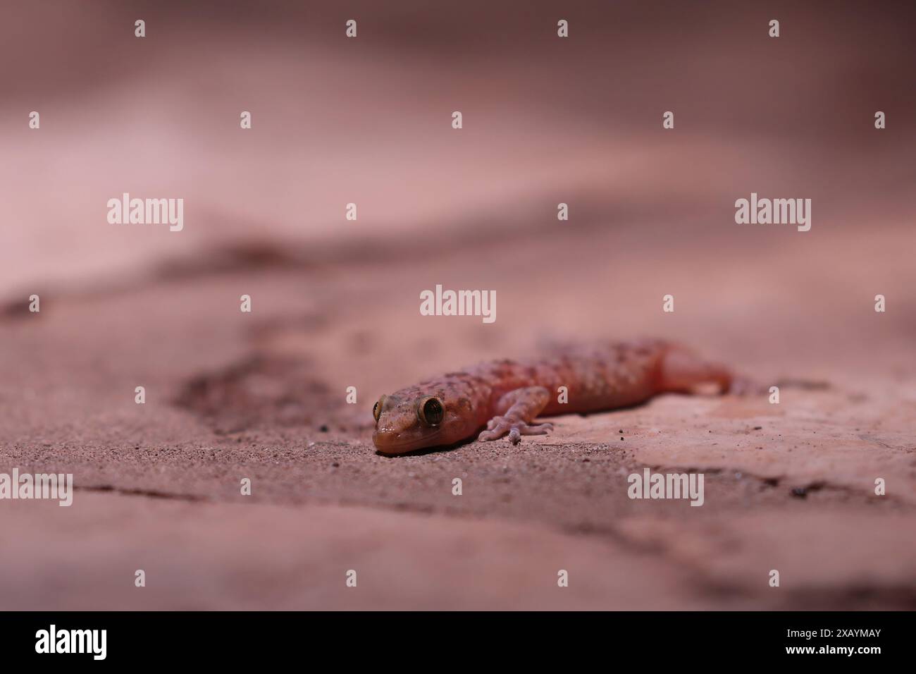 Nahaufnahme eines Geckos mit Blattspitzen Stockfoto