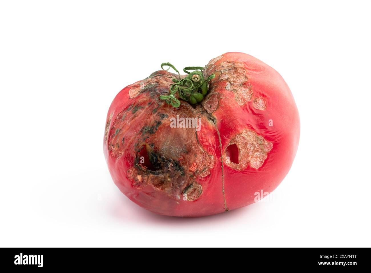 Verfaulte große Tomate isoliert auf weißem Hintergrund Stockfoto