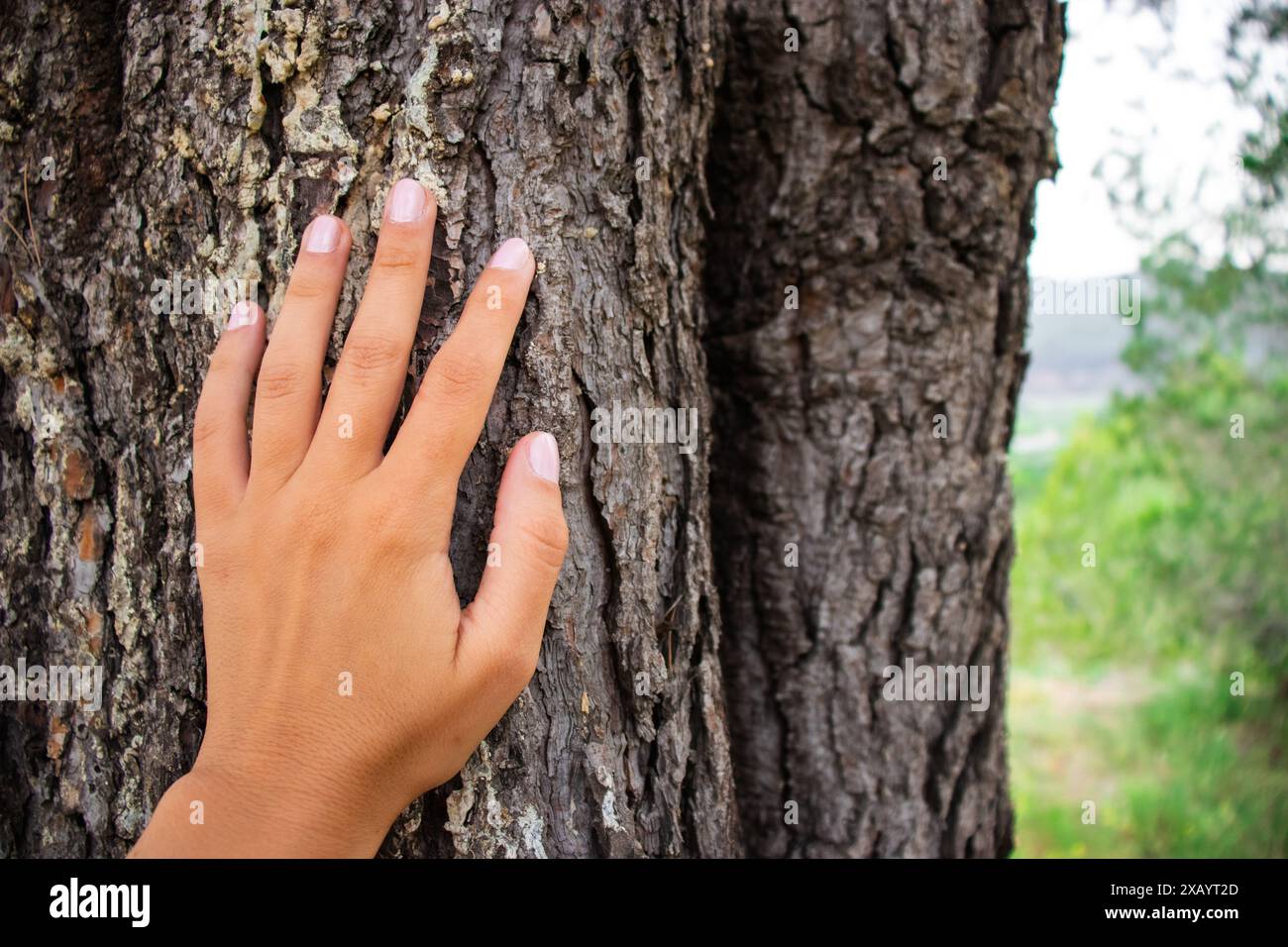 Junge weibliche Hand berührt im Sommer einen Baumstamm in der Natur vor einem malerischen Dorfgrund Stockfoto