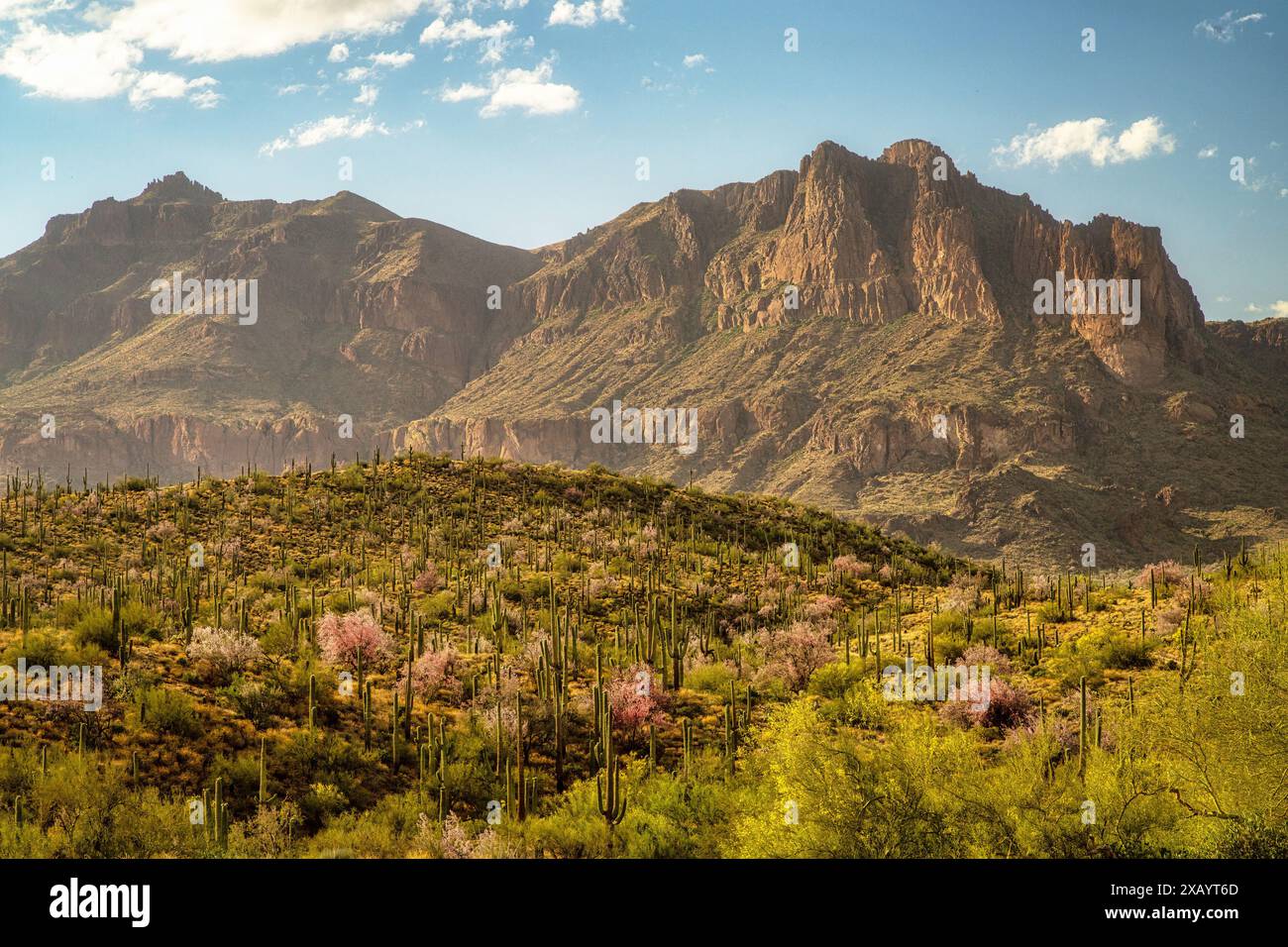 Superstition Mountain vom Peralta Regional Park in der Nähe von Phoenix, Arizona. Stockfoto