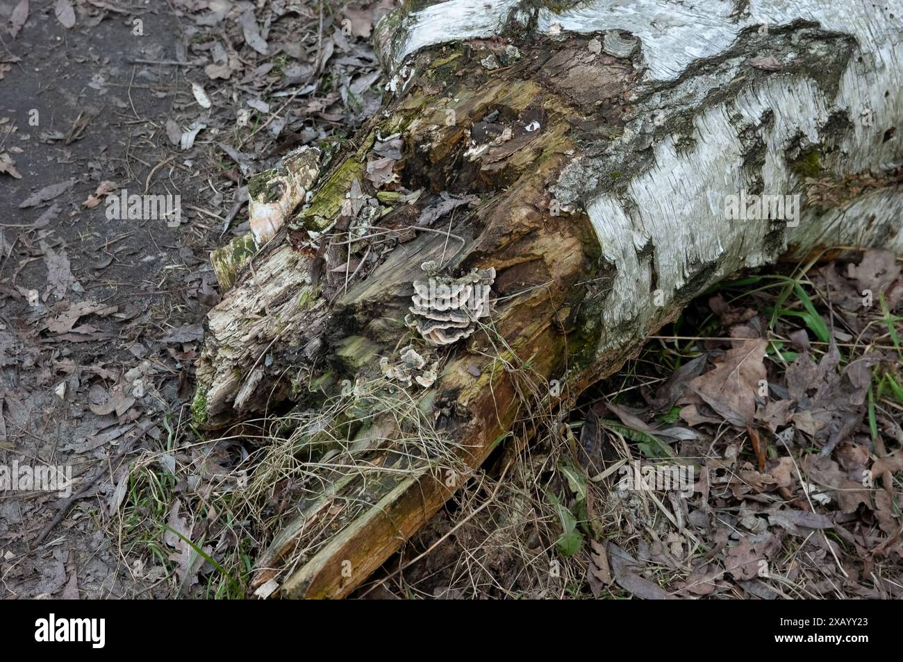 Ein alter verfaulter Birkenbaum, der auf dem Boden liegt Stockfoto