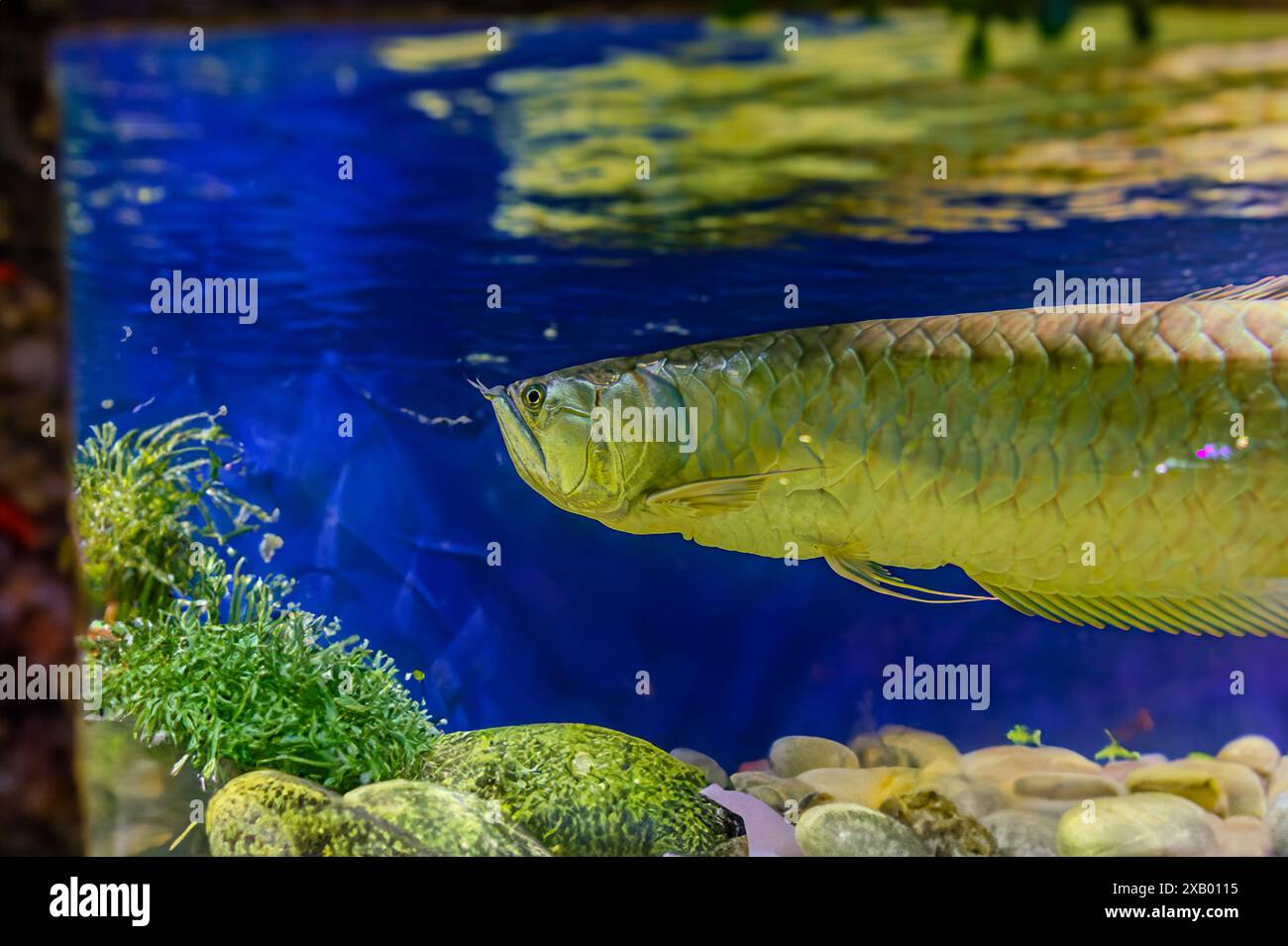 Silberne arowana auf schwarzem Hintergrund. Osteoglossum bicirrhosum. Südamerikanische Süßwasserknochenknochse der Familie Osteoglossidae. Silberarowanas sind so Stockfoto