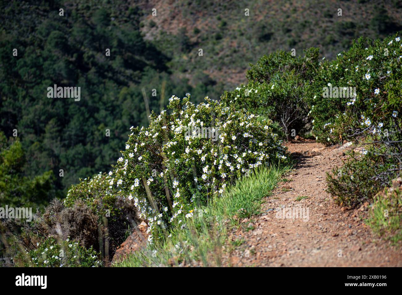 Wanderweg zu Wasserfällen über den Fluss Caballos, Sierra de la Nieves Nationalpark in Tolox, Malaga, Spanien Stockfoto