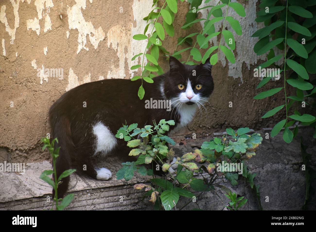 Lustiges Katzenfliegen. Foto einer verspielten Tabbykatze, die mitten in der Luft springt und in die Kamera schaut. Hintergrund mit Kopierraum Stockfoto