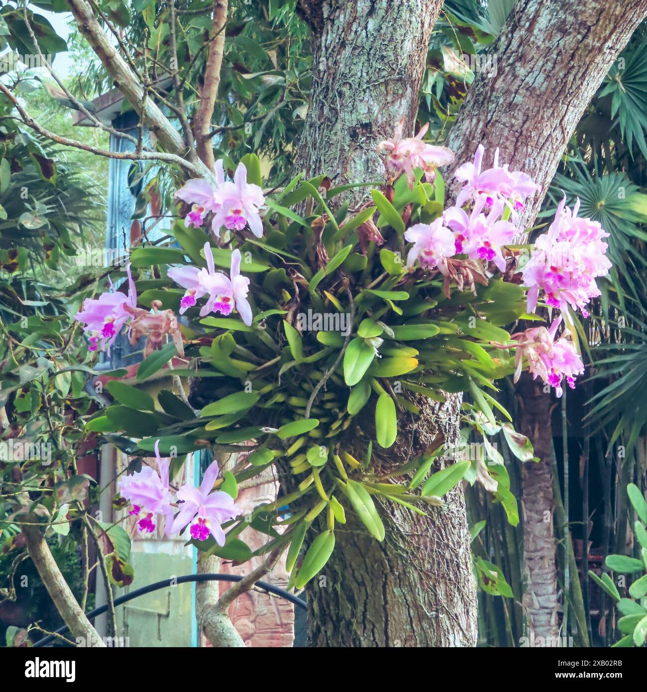 Cattleya maxima (Familie der Orchidaceae), Kuba, Zentralamerika Stockfoto