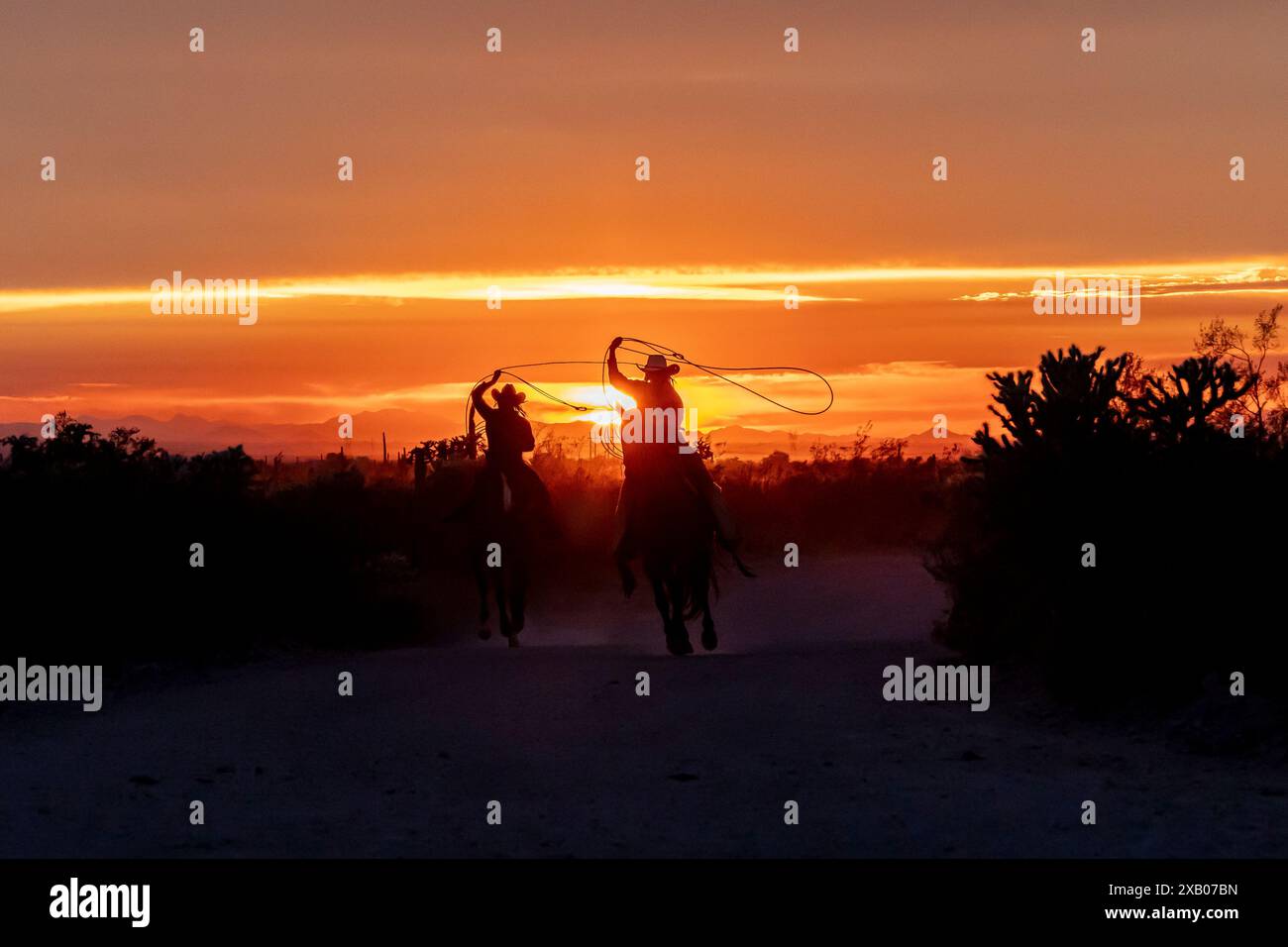 Weibliche Ranch-Hände oder Cowgirls, die bei Sonnenuntergang auf einer Ranch in Arizona, USA, reiten. Schwingende Lariats. Stockfoto