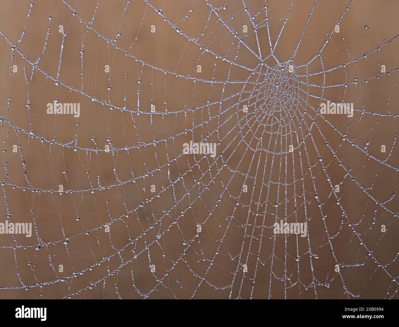 Tropfen aus Tau bilden glitzernde Fäden wie funkelnde Edelsteine auf den Seidensträngen des Spinnennetzes bei Sonnenaufgang in Cumbria, England, Großbritannien Stockfoto