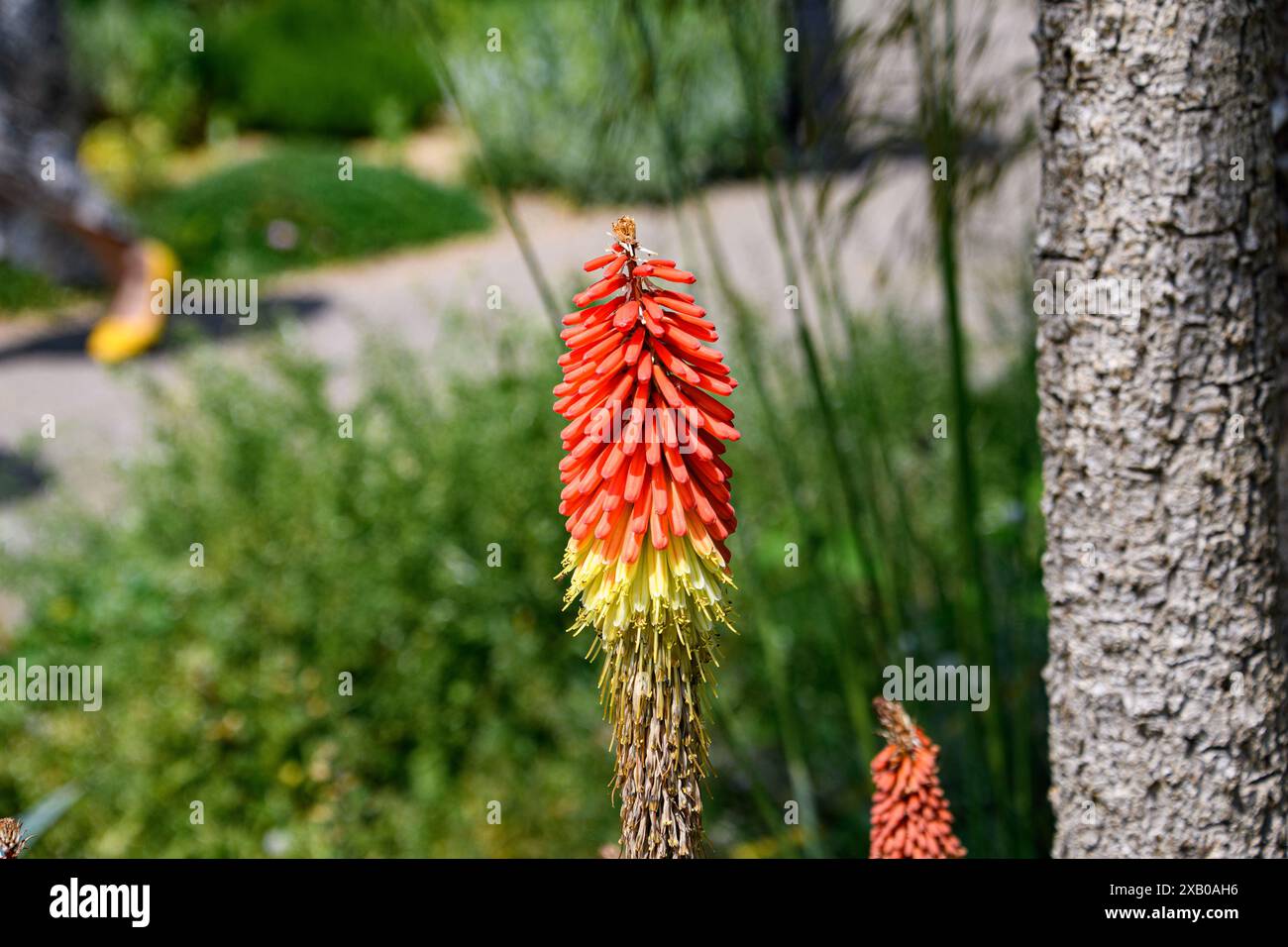 Schöne Blumen, die man in Londons Parkspollen findet Stockfoto