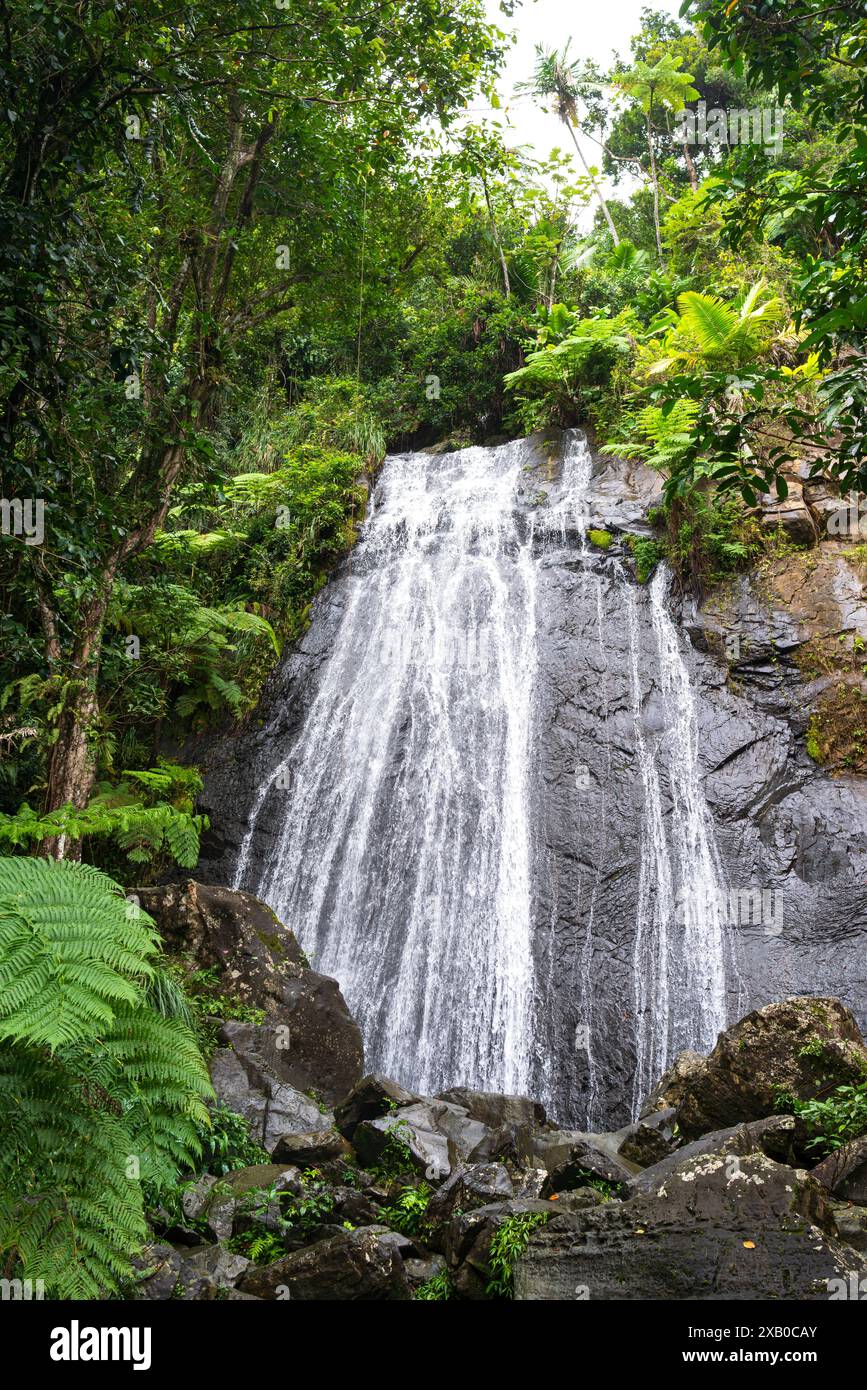 Am Fuße der La Coca fällt der El yunque National Forest puerto rico Stockfoto