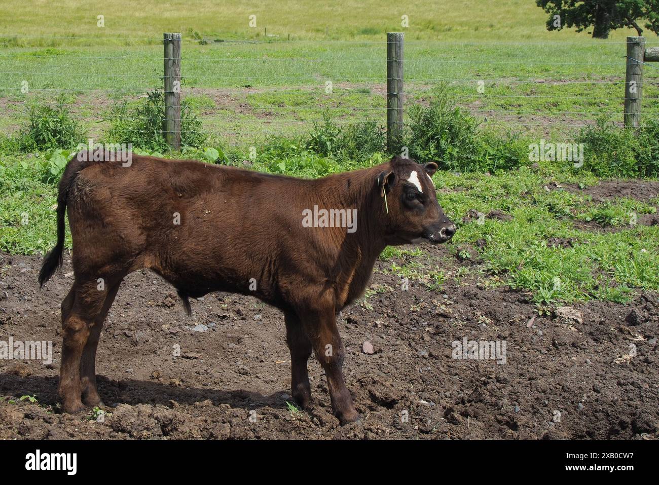 Ein Nachmittag auf der Farm mit Tieren. Stockfoto