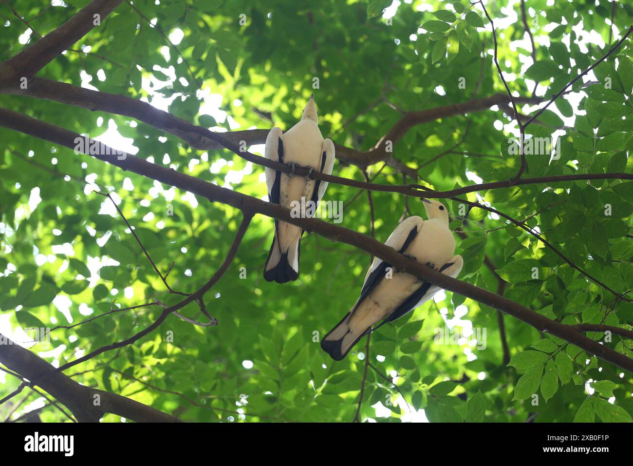 Weiße Kaisertaube und der wissenschaftliche Name ist Ducula aenea, ein Vogel, der auf einem Baum sitzt. Stockfoto