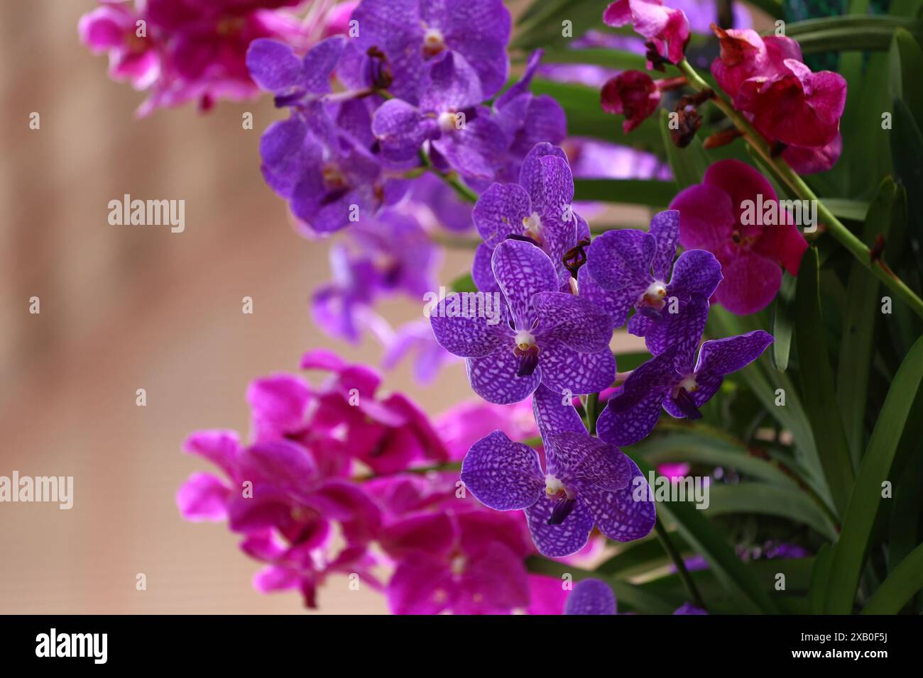 Lila Orchidee in Blüte mit Fokus auf der Mitte der Blume, Orchideenarten mit großen Blüten und schönen hellen Farben. Stockfoto