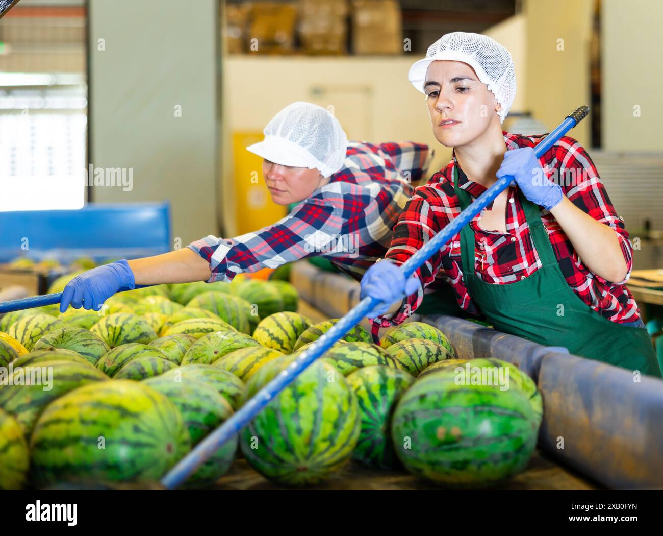 Frauen sortieren Wassermelonen in der Fabrik einheitlich Stockfoto