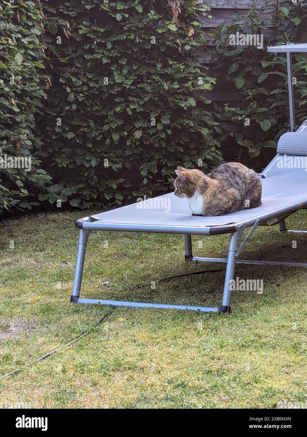 Eine Katze sitzt auf einem Stuhl Stockfoto
