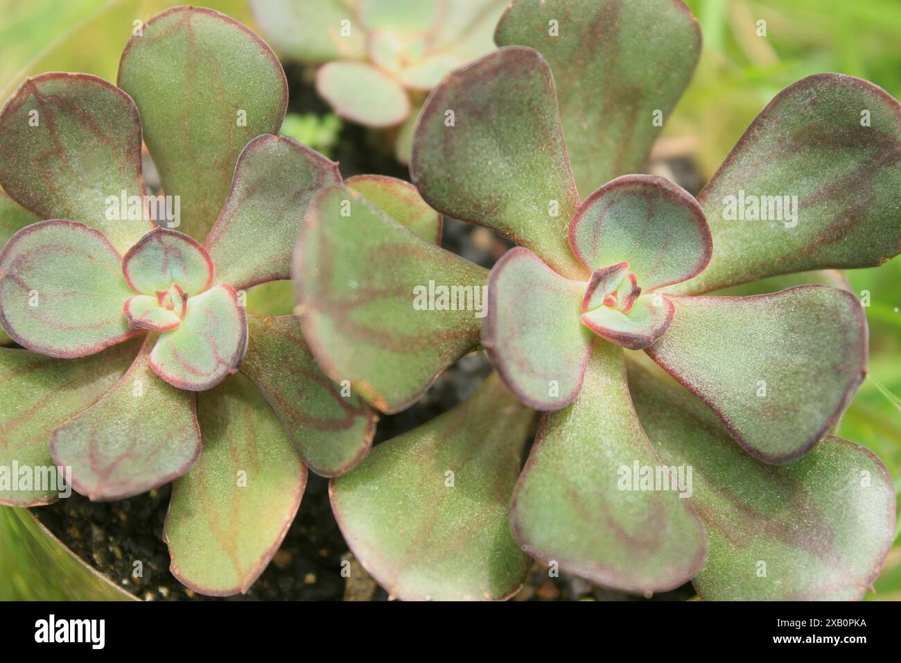 Die saftige Pflanze Echeveria nodulosa, auch bekannt als Painted echeveria oder Painted Rose, wird in einem Plastikbehälter gezüchtet. Familie Crassulaceae, Gattung Echeveria. Stockfoto