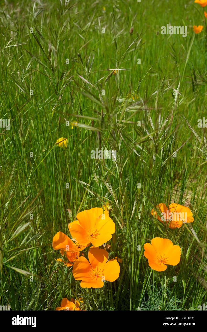 Eschscholzia californica der kalifornische Mohn oder Goldmohn ist eine gelbe Blume Stockfoto