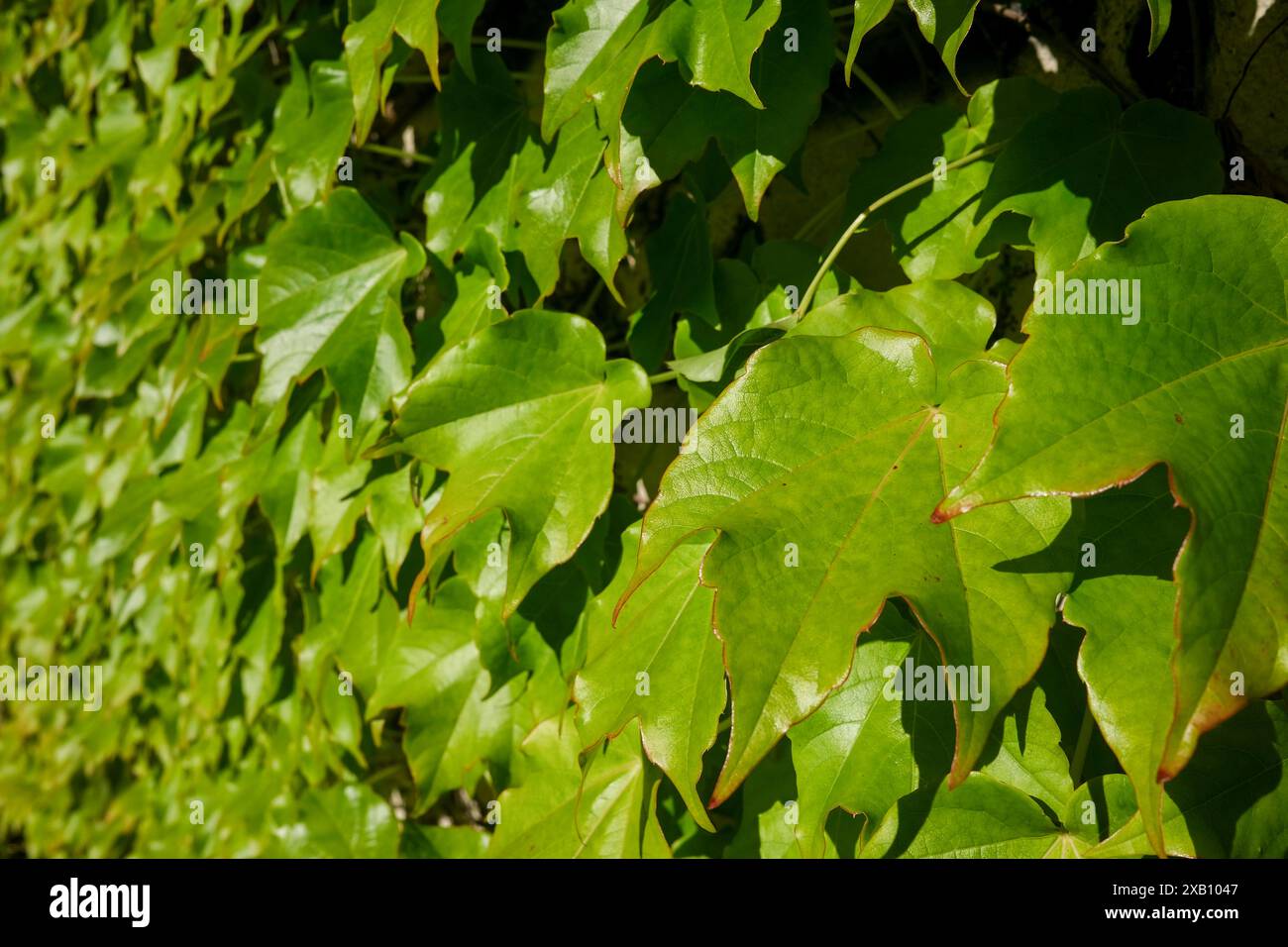 Hedera Helix, Efeugrün Blätter, immergrüne Rebe Stockfoto