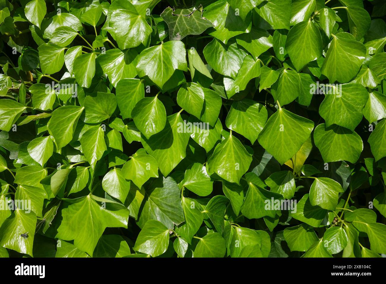 Hedera Helix, Efeugrün Blätter, immergrüne Rebe Stockfoto