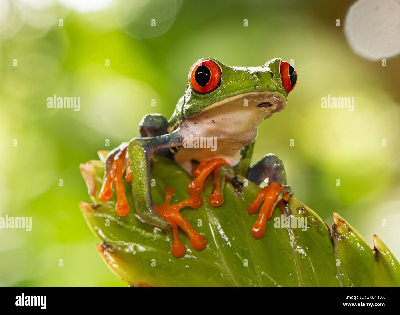 Rotäugigen Baumfrosch Stockfoto