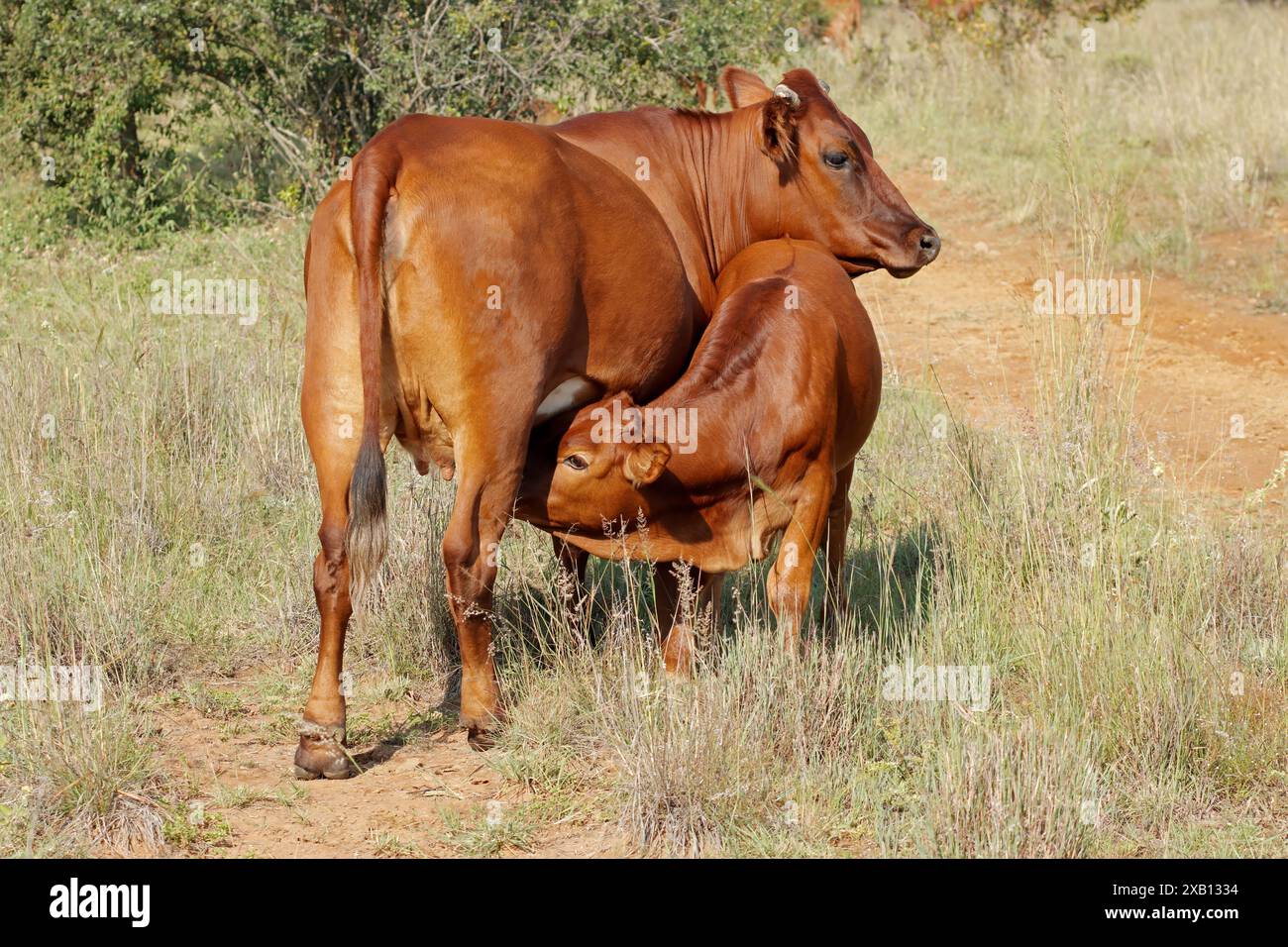 Eine Freilandkuh mit Saugkalb auf einer ländlichen Farm in Südafrika Stockfoto