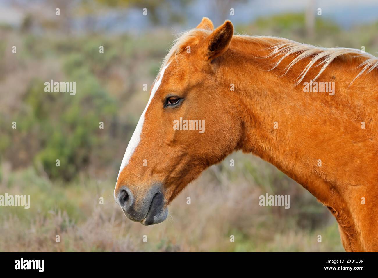 Porträt eines Pferdes auf einer ländlichen Freilandfarm in Südafrika Stockfoto