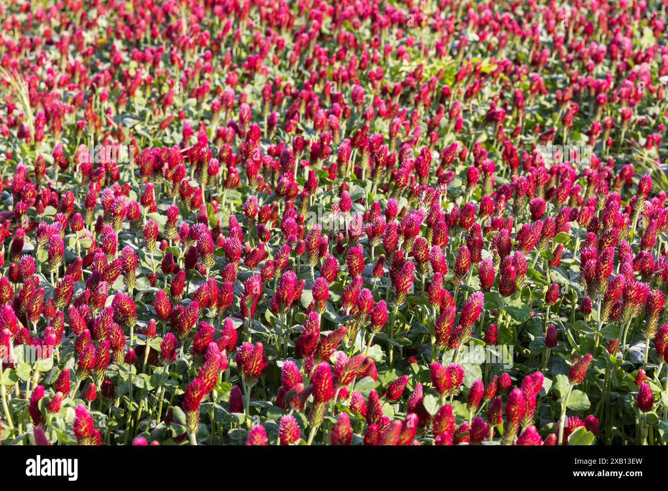 Dunkelrot blüht der Inkarnat-Klee Trifolium incarnatum auf einem Feld, Sachsen, Deutschland *** dunkelrote Blüten des inkarnierten Klees Trifolium Inc Stockfoto