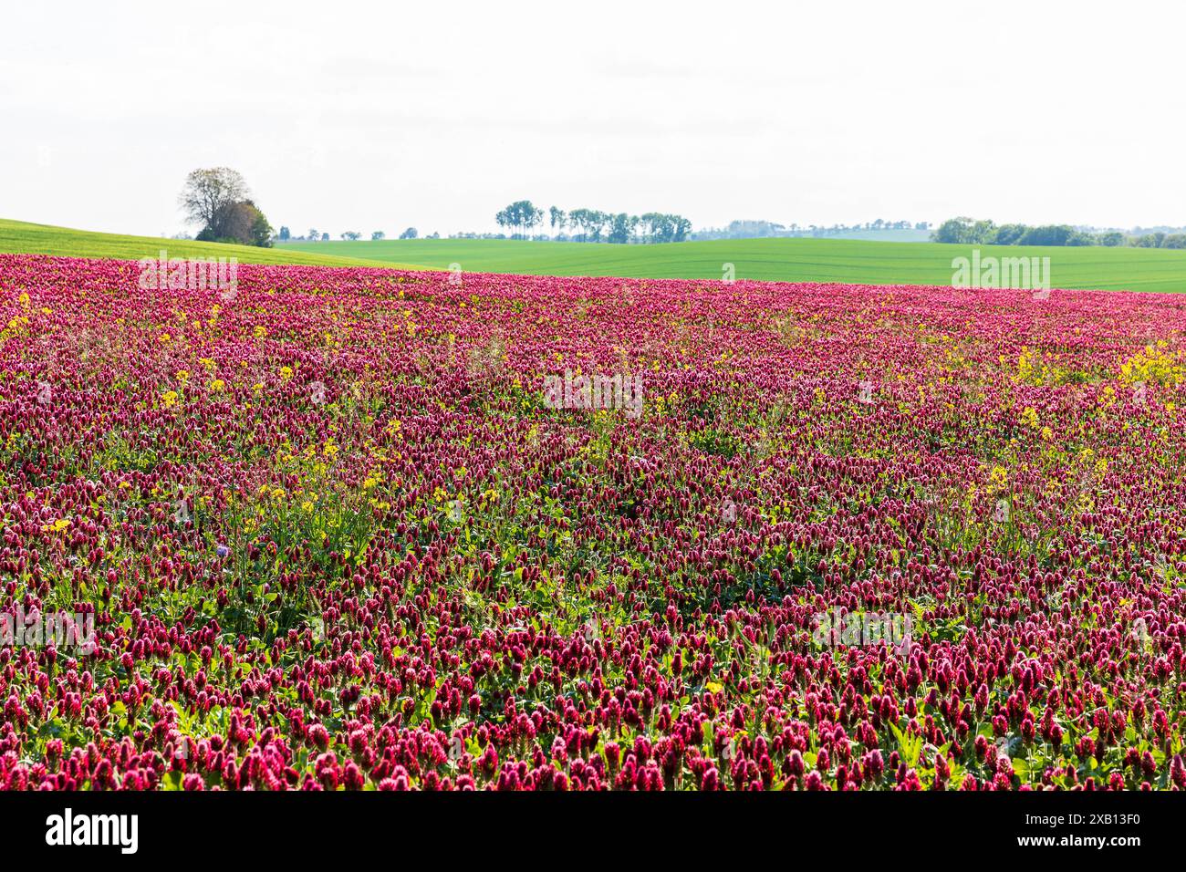 Dunkelrot blüht der Inkarnat-Klee Trifolium incarnatum auf einem Feld, Sachsen, Deutschland *** dunkelrote Blüten des inkarnierten Klees Trifolium Inc Stockfoto