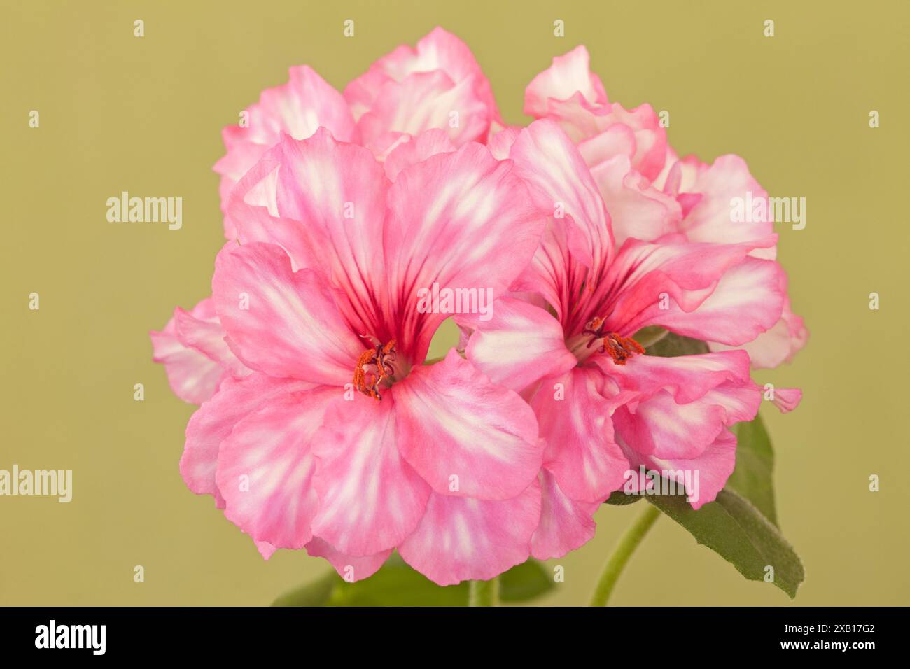 Geranie „Kirschblüte“, Pelargonium x hortorum, Efeublättrig, nachlaufend Stockfoto
