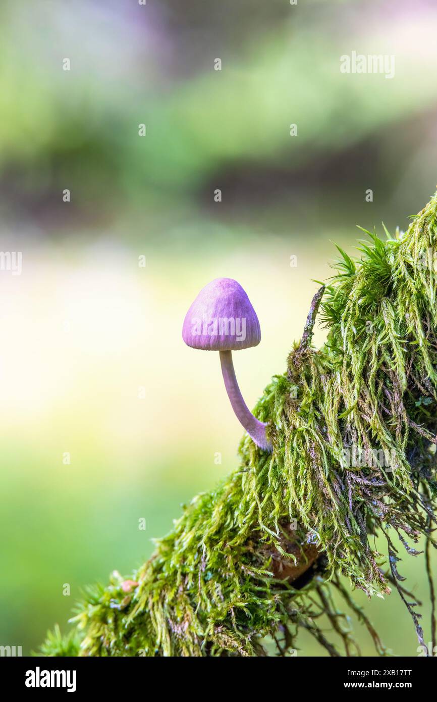 Rosafarbener Pilz wächst in grünem Moos Stockfoto