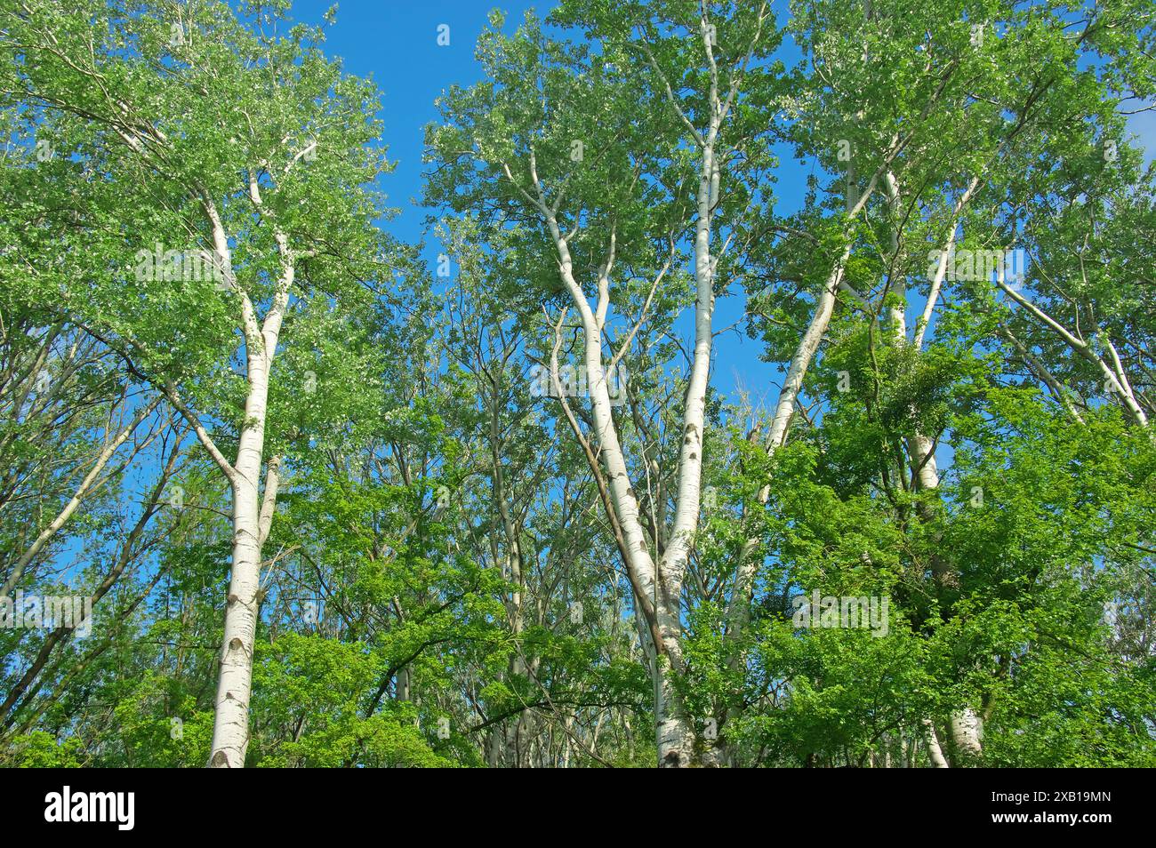 Weiße Pappeln sind im Donauauauauwald weit verbreitet. Österreich Stockfoto