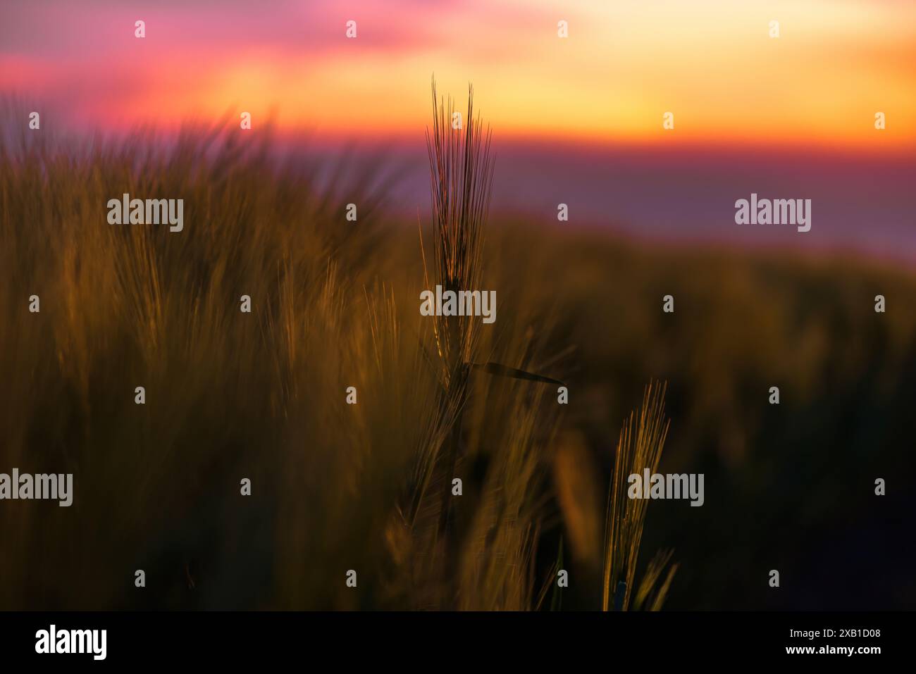 Wunderschöne Landschaft in goldener Stunde Sonnenuntergang, hinterleuchtetes landwirtschaftliches Feld mit Gerstenernten, die von der untergehenden Sonne am Horizont beleuchtet werden, mit Stockfoto