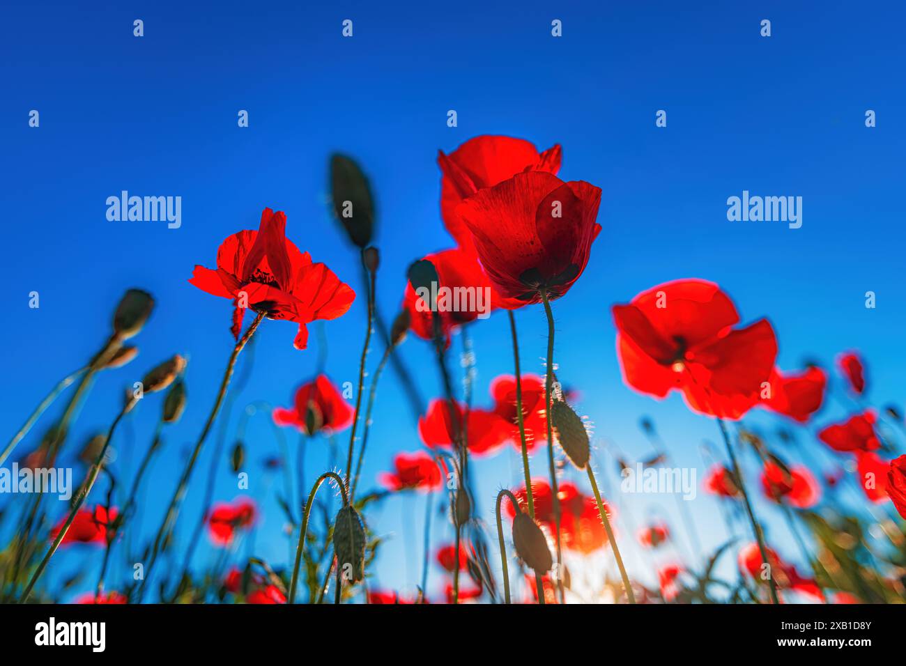 Papaver Rhoeas oder Maismohn, unbebaute Pflanze, die auf der Wiese wächst und im april und Mai blüht, selektiver Fokus Stockfoto
