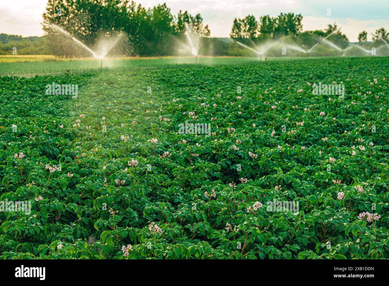 Landwirtschaftliche Bewässerung von blühenden Kartoffelkulturen auf Plantagenfeldern, selektiver Fokus Stockfoto