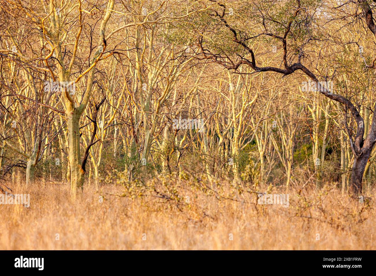 Mosambik, Sofala, Gorongosa, Fieberbaumwald - Vachellia xanthophloea Stockfoto